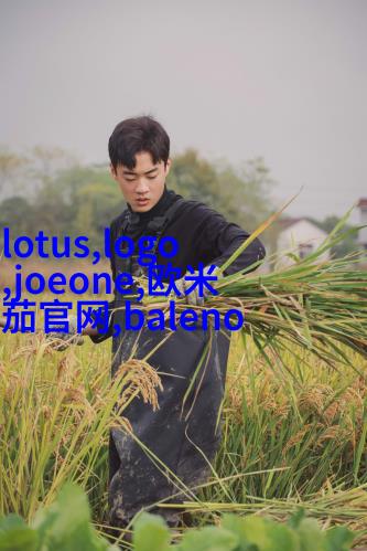 塔卡沙研究解析其文化象征意义与现