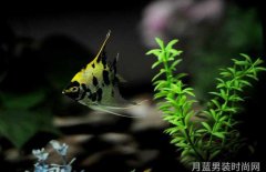 Lee Cooper的遗产是什么他的作品在未来