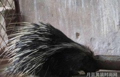 杜嘉班纳官网之谜揭开时尚帝国的神