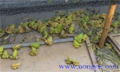 火焰女神张雨绮绽放个性魅力